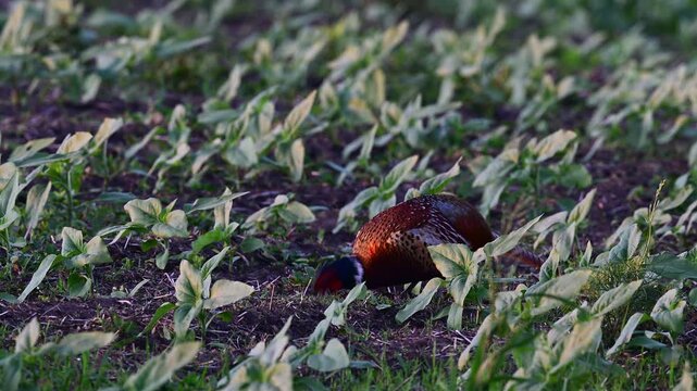 m&auml;nnlicher Jagdfasan frisst auf einem Acker // Common pheasant - male (Phasianus colchicus)