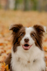Border Collie dog sitting in autumn park among fallen leaves