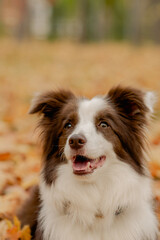 Border Collie dog sitting in autumn park among fallen leaves