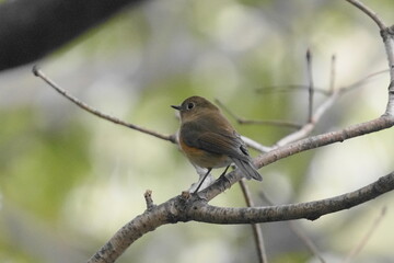 Fototapeta premium 枝に止まるルリビタキ