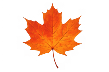 Vibrant orange maple leaf capturing the essence of fall. Nature element for seasonal design projects with transparent background