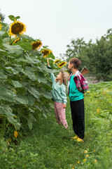 a child wearing a mint-colored sweater and a straw hat is trying to reach a sunflower with her hand, while another child stands nearby and watches