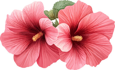 watercolor illustration two pink hibiscus flowers