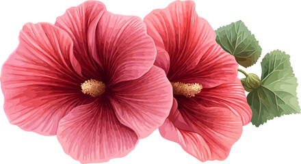 watercolor illustration two pink hibiscus flowers