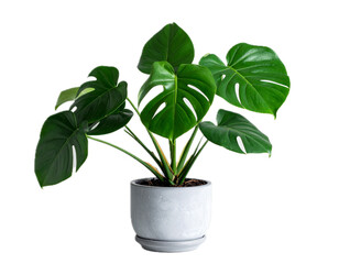 Fototapeta premium Large leaf house plant Monstera deliciosa in a gray pot on a white background