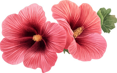 watercolor illustration two pink hibiscus flowers