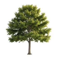 Fototapeta premium Digitally rendered deciduous tree with vibrant green foliage, isolated on black
