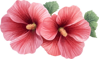 watercolor illustration two pink hibiscus flowers