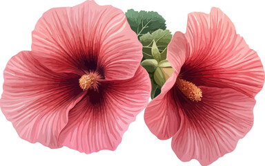 watercolor illustration two pink hibiscus flowers