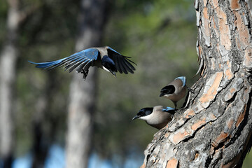 Blauelstern // Iberian magpies, Azure-winged magpies (Cyanopica cyana cooki) – Nationalpark Coto de Doñana, Spanien