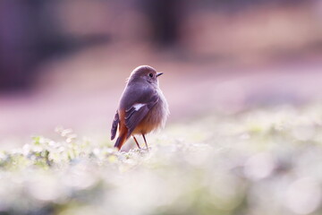 美しい背景と遠くを見つめるジョウビタキ