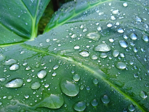 Waterdrop of morning dew upon a taro leaf