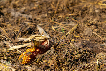 Corn cob lying on a pile of manure and straw in an agricultural field on a sunny day symbolizing natural fertilization and nature’s cycle