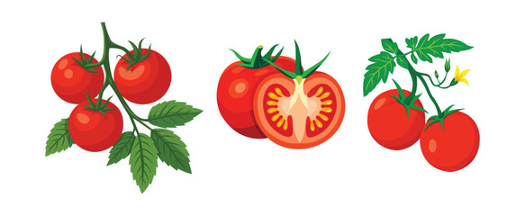 A collection of illustrations of bright red ripe tomatoes on vines, fresh produce. © Kinggxxx