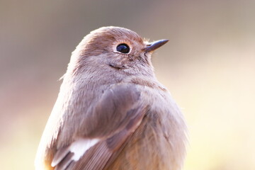 クローズアップで撮った可愛いジョウビタキの雌