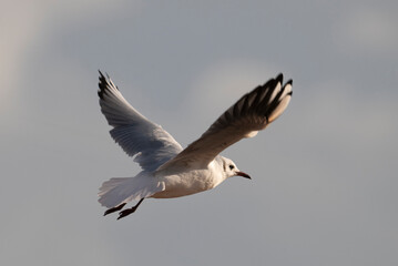 _DSC4345.NEF
