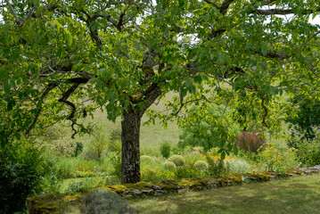 JARDIN DE LA DAILLE - 24-42189.JPG