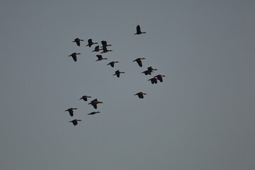Lesser whistling Ducks flock in flight