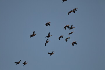 Lesser whistling Ducks flock in flight