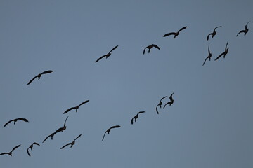 Lesser whistling Ducks flock in flight