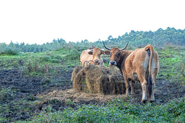 Blonde cows eating hay and looking curiously at the camera