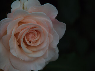 雨上がりの6月に美しく咲いた白色のバラ「フレンチ･レース」