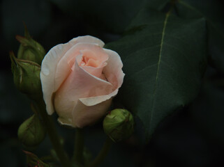 雨上がりの6月に美しく咲いた白色のバラ「フレンチ･レース」