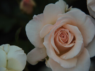 雨上がりの6月に美しく咲いた白色のバラ「フレンチ･レース」