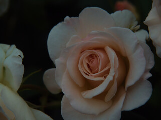 雨上がりの6月に美しく咲いた白色のバラ「フレンチ･レース」