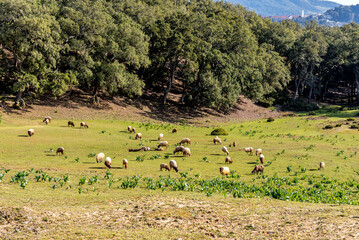 Beautiful landscape view from the north of Tunisia