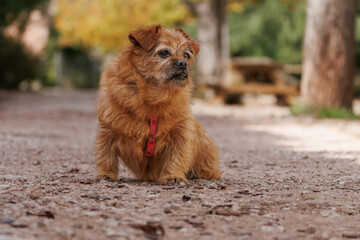 La perrita Nami de excursi&oacute;n en la zona de picnic del parque natural Font Roja, Alcoy, Espa&ntilde;a