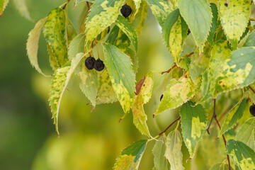 Hojas de &aacute;rbol ornamental lidonero Celtis australis con frutos comestibles en oto&ntilde;o, Alcoy, Espa&ntilde;a