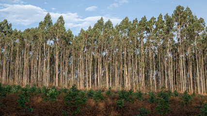 Tall, straight trunks in a eucalyptus forest