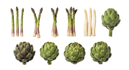Fresh green and white asparagus with fresh artichokes isolated on white background, healthy vegetables for cooking and recipes