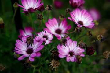 Fototapeta premium pink cosmos flowers