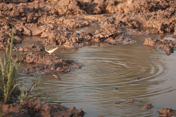 Environment of a Lake