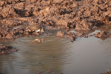 Environment of a Lake