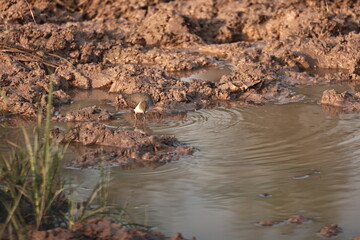 Environment of a Lake