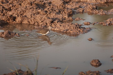 Environment of a Lake