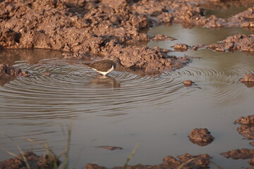 Environment of a Lake