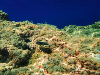 Dark blue ocean surface seen from underwater. Abstract waves underwater and rays of sunlight shining through, Sun light rays undersea deep, Underwater background with sea bottom, Mediterranean sea.