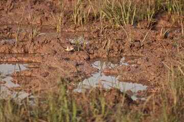 Environment of a Lake