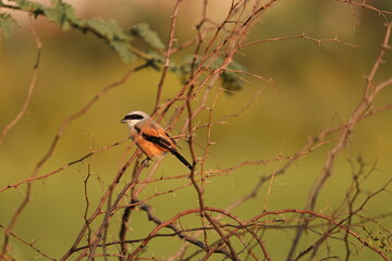 Long tailed Shrike