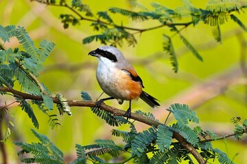 Long tailed Shrike