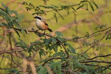 Long tailed Shrike