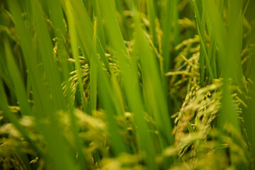 Lush green rice fields in vietnam during harvest season