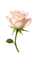 Single cream rose with pink edges isolated on white background, elegant botanical flower detail