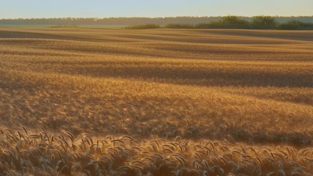 A static wide shot of an endless golden wheat field rippling under the afternoon sun. Each gust of wind creates waves of motion across the landscape, like the surface of a golden sea