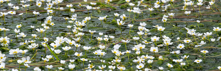 Water buttercup flower (Ranunculus aquatilis) in its natural habitat