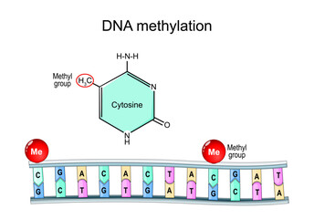 DNA methylation